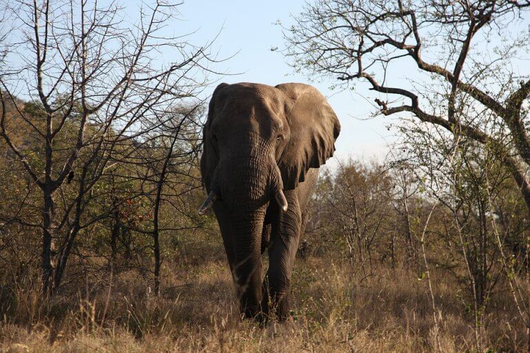 3 pays pour voir des animaux en liberté hors de l’Afrique