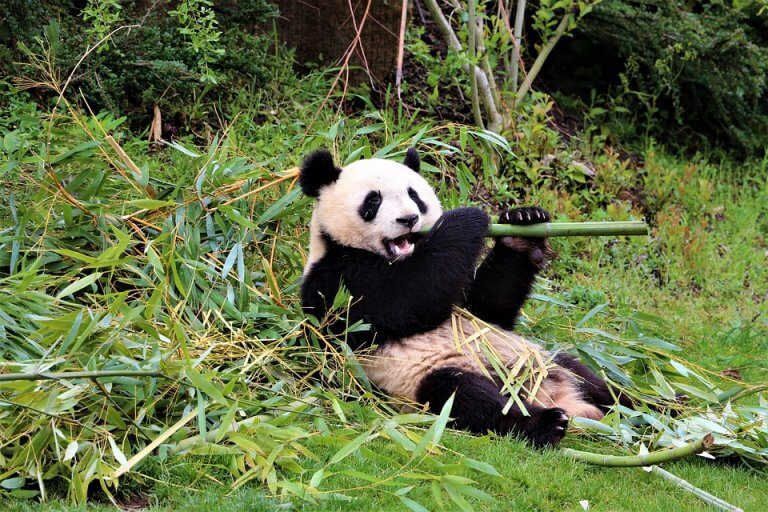Le zoo de Beauval : pourquoi s’y rendre ?