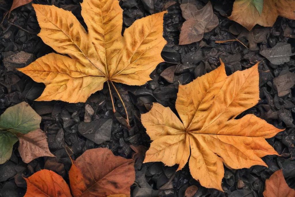 Comment enlever des feuilles dans un tas de gravier
