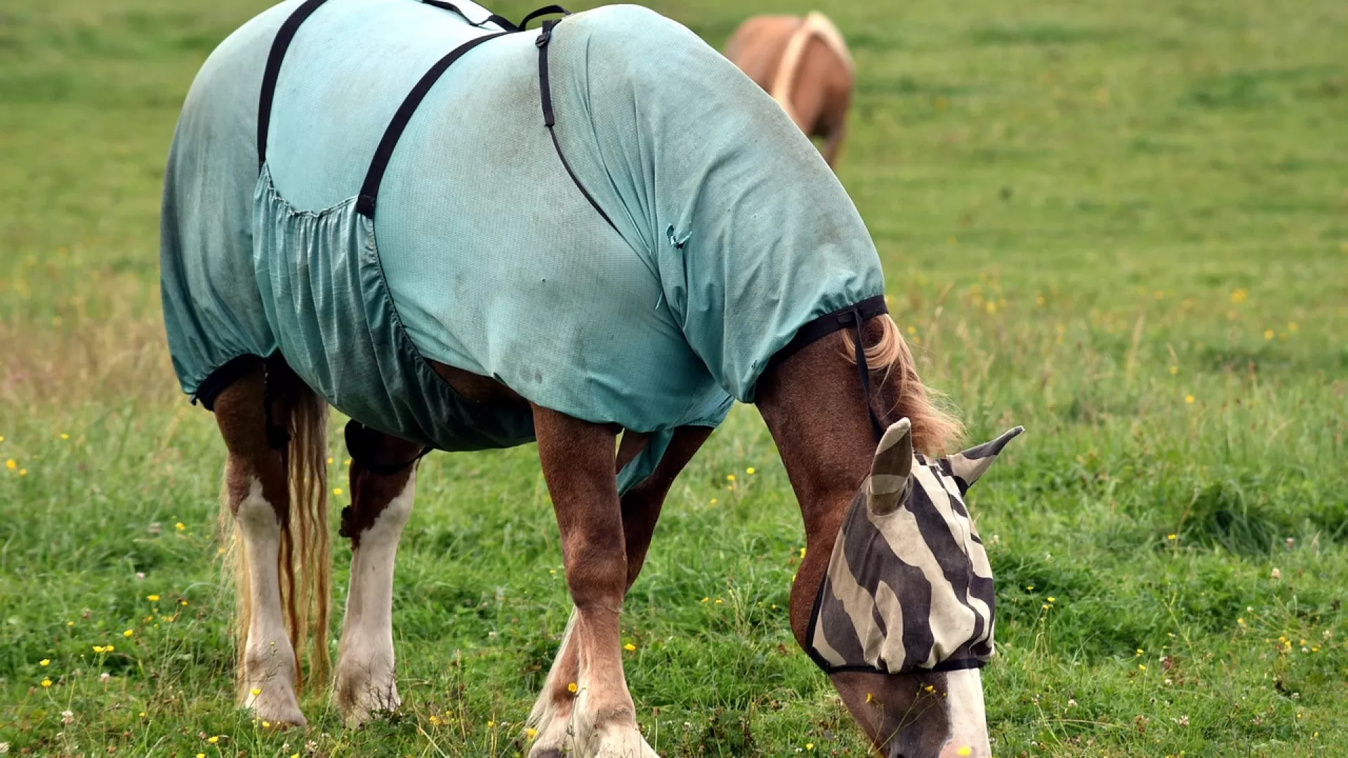 Comment choisir une couverture pour son cheval ?