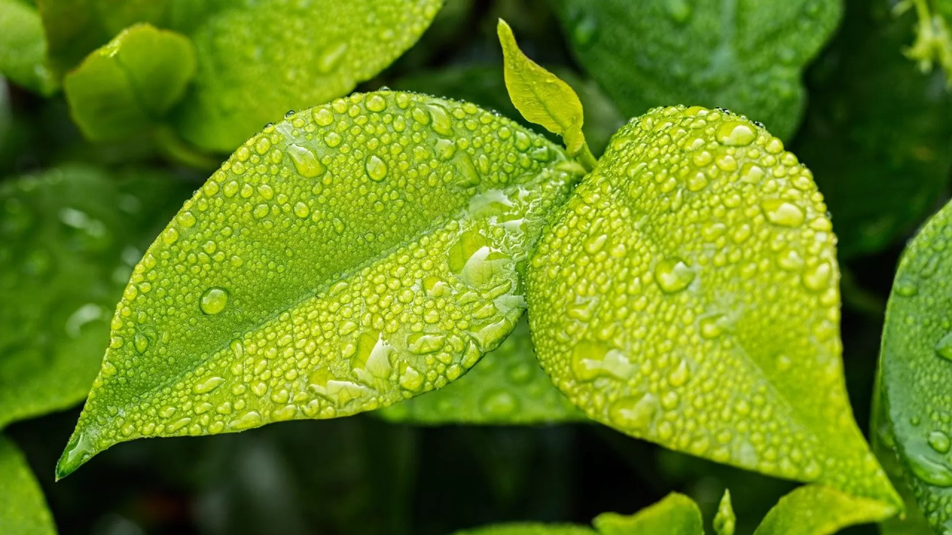 Comment récupérer l'eau de pluie pour les WC ?