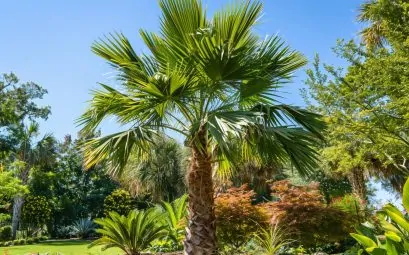 Engrais pour palmier : comment bien les choisir et les utiliser ?