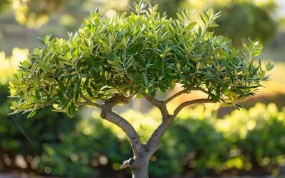Quel engrais pour les oliviers ? Les secrets pour un arbre en pleine santé